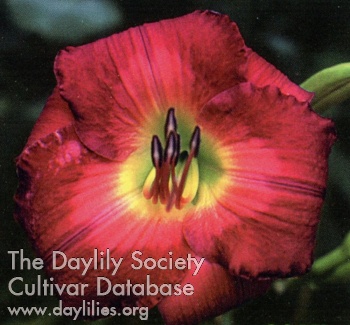 Daylily Rose of Mine
